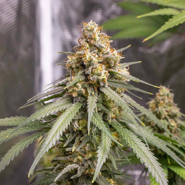 Shining Silver Haze (Royal Queen Seeds)