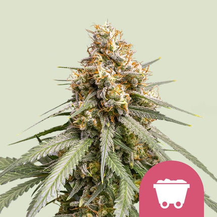 Shining Silver Haze (Royal Queen Seeds)