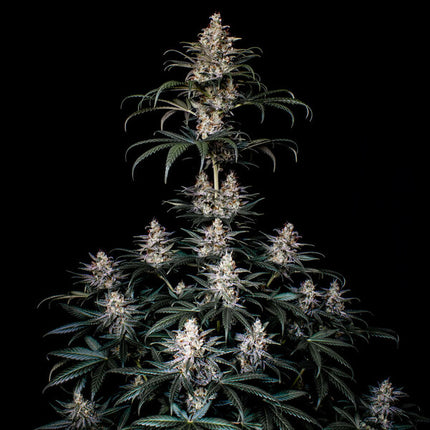 Shogun (Royal Queen Seeds)