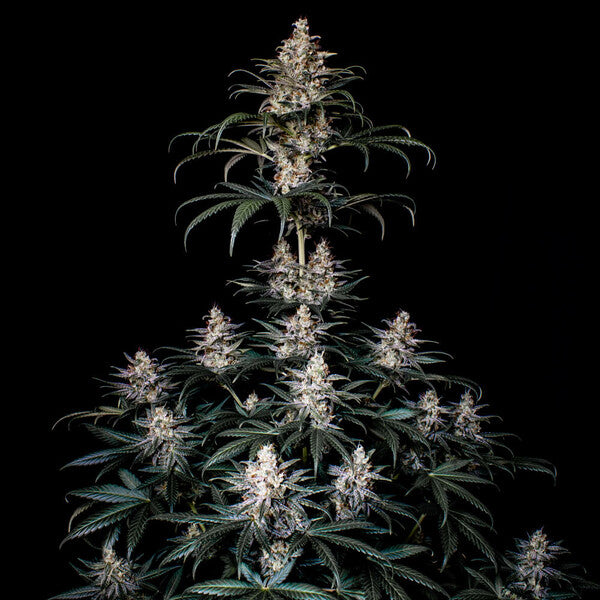 Shogun (Royal Queen Seeds)