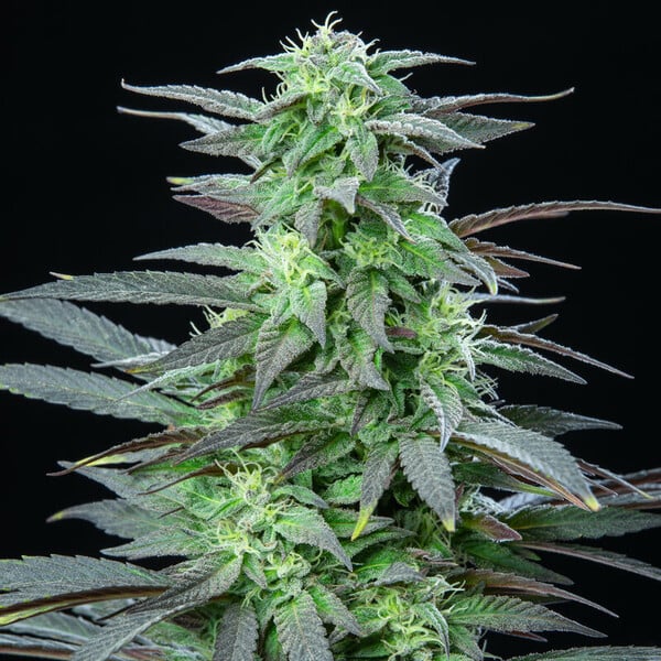 Skunk XL (Royal Queen Seeds)