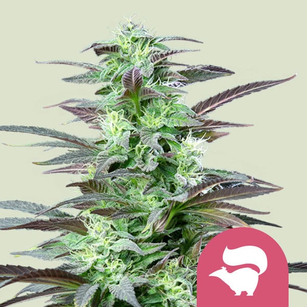 Skunk XL (Royal Queen Seeds)