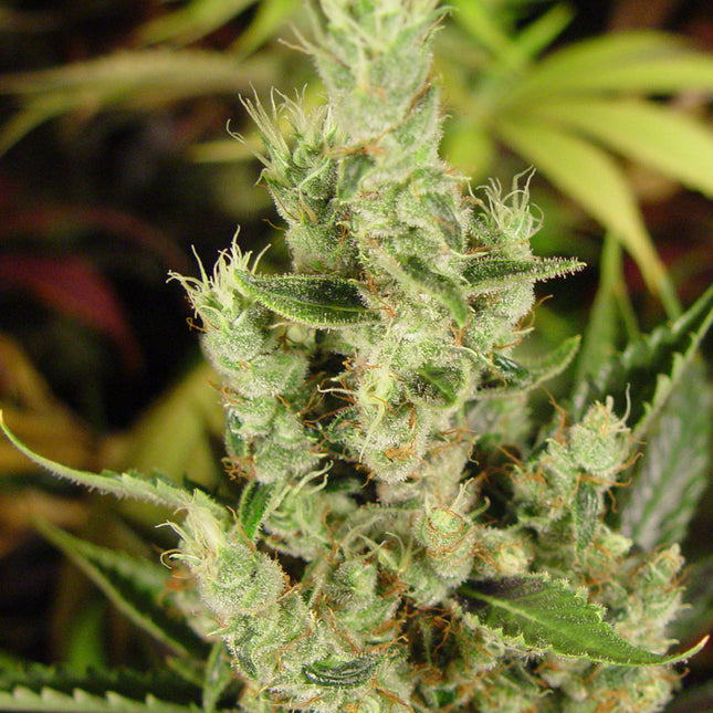 Soma Sacred Seeds Amnesia Haze (Soma Sacred Seeds)