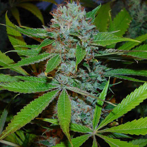 Soma Sacred Seeds Buddha's Sister