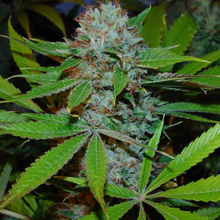 Soma Sacred Seeds Buddha's Sister