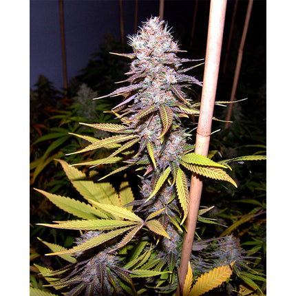 Soma Sacred Seeds Lavender (Soma Sacred Seeds)