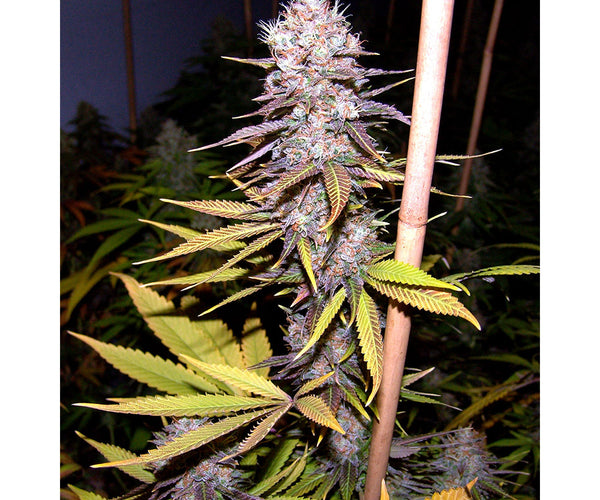 lavender soma seeds Lavender