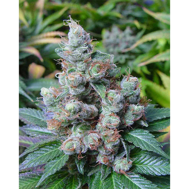 Soma Sacred Seeds New York City Diesel