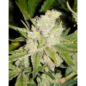 Soma Sacred Seeds SoGouda