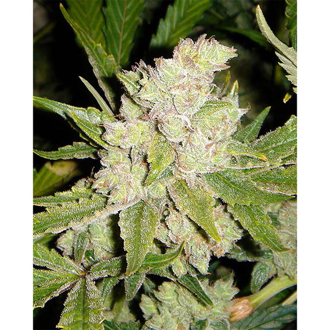 Soma Sacred Seeds SoGouda