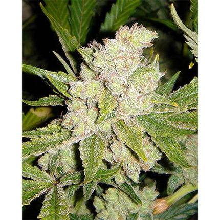 Soma Sacred Seeds SoGouda