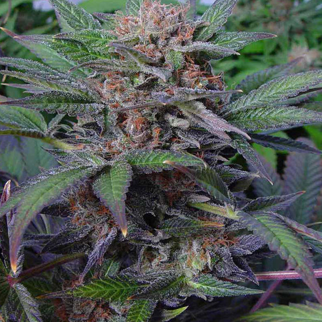 Soma Sacred Seeds Somango - Auto (Soma Sacred Seeds)