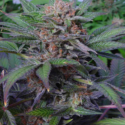 Soma Sacred Seeds Somango - Auto