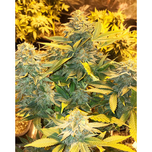 Soma Sacred Seeds Somango