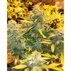 3 Seeds