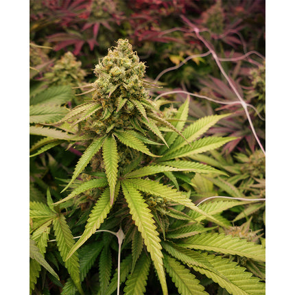 Soma Sacred Seeds True OG