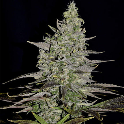 Somango XL (Royal Queen Seeds)