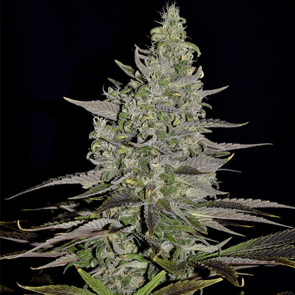 Somango XL (Royal Queen Seeds)