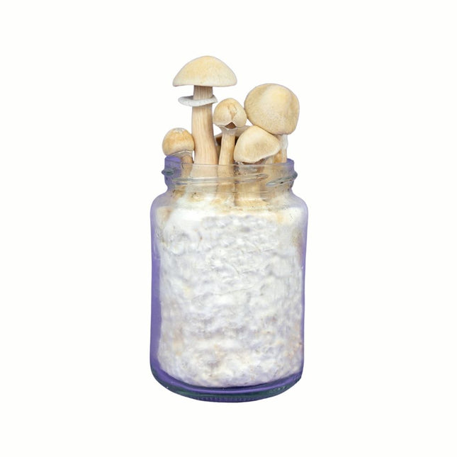 SpaceJars Albino A+ Broed