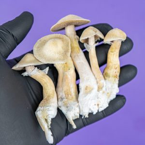 SpaceJars Albino A+ Broed