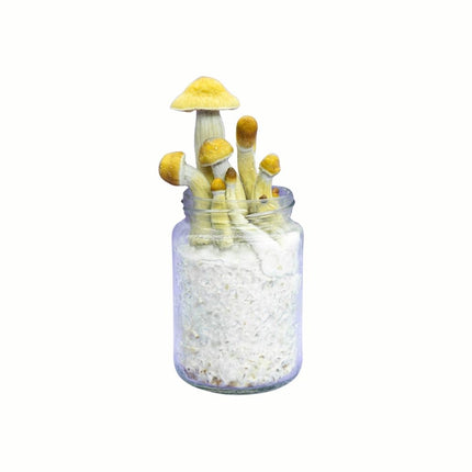 SpaceJars B+ Broed