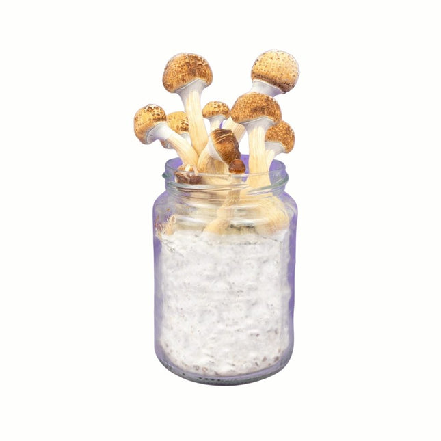 SpaceJars Golden Teacher Broed