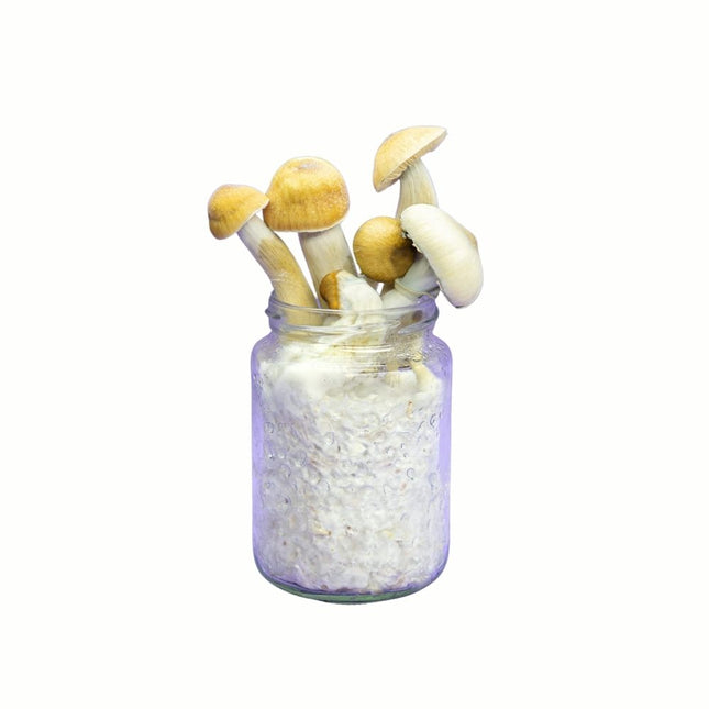 SpaceJars McKennaii Broed