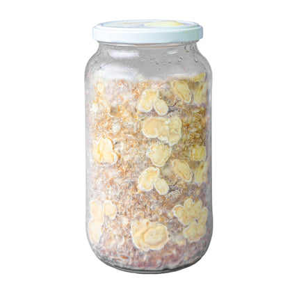 SpaceJars Tampanensis - TruffleJars