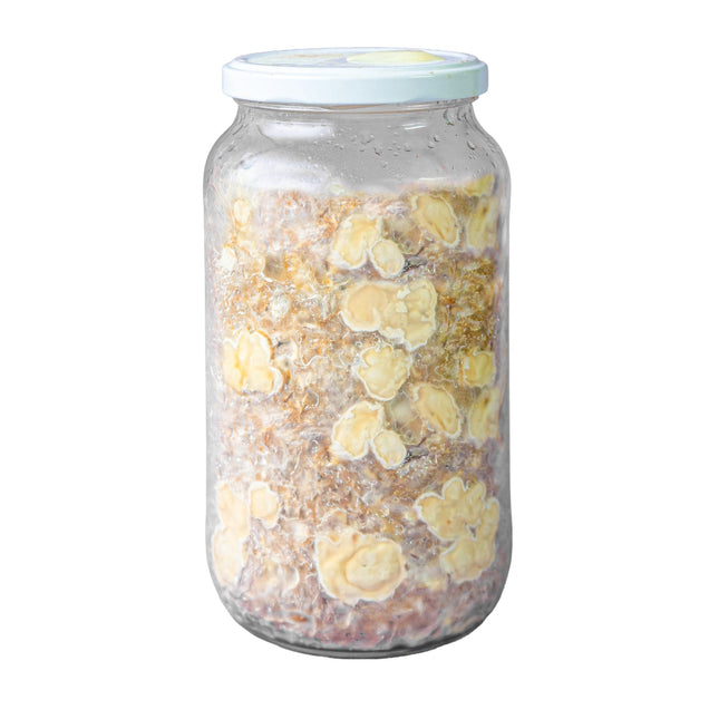 SpaceJars Tampanensis - TruffleJars