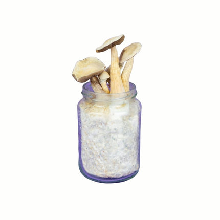SpaceJars White Rabbit Broed