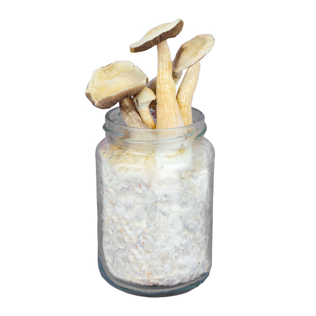 SpaceJars White Rabbit Broed