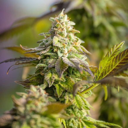 Special Queen #1 (Royal Queen Seeds)