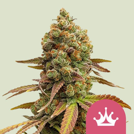 Special Queen #1 (Royal Queen Seeds)