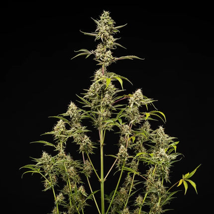 Sticky Queen Auto (Royal Queen Seeds)