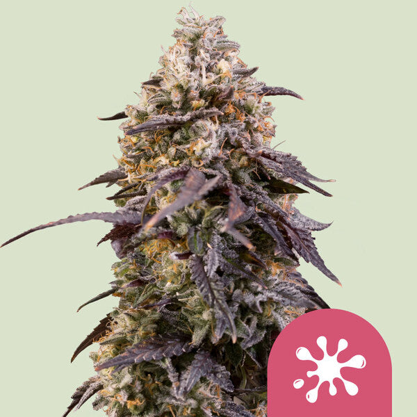 Sticky Queen (Royal Queen Seeds)