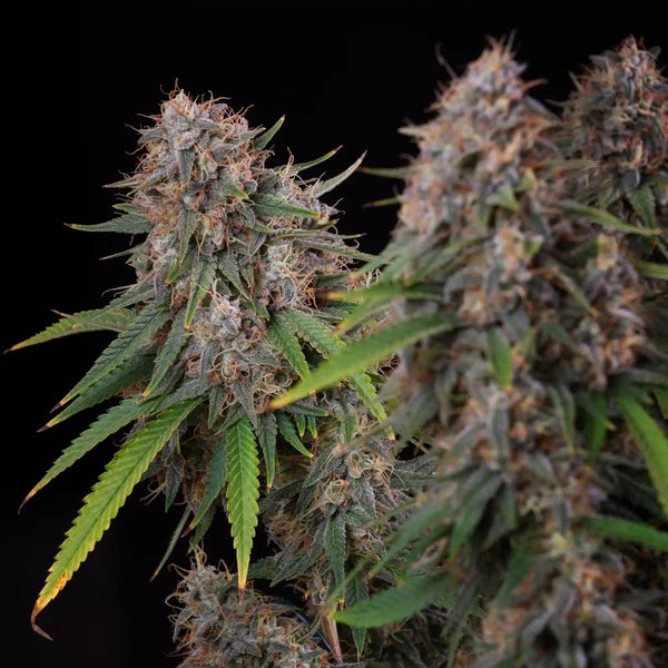 Sticky Queen (Royal Queen Seeds)