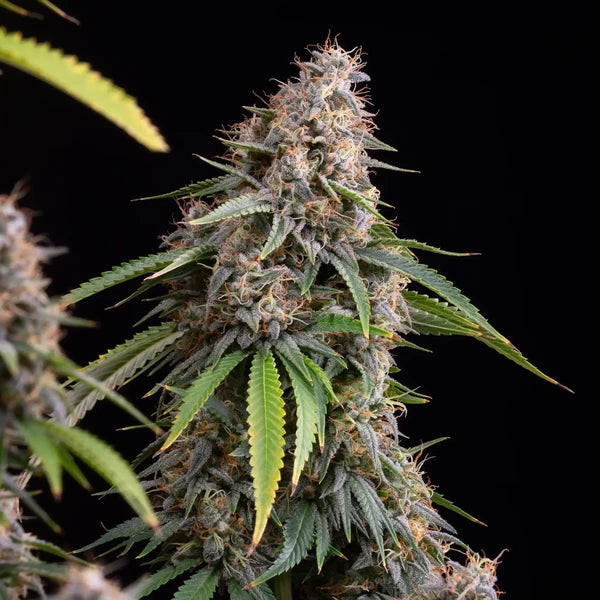 Sticky Queen (Royal Queen Seeds)