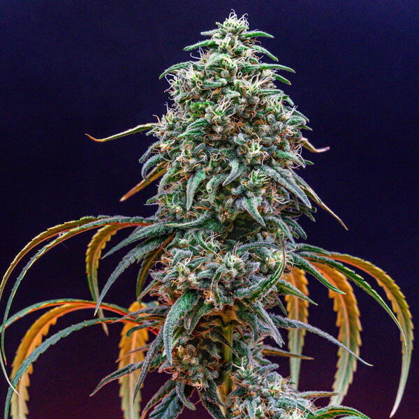 Strawberry Cough (Royal Queen Seeds)