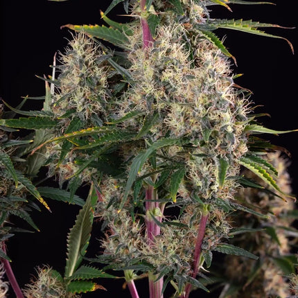 Sundae Driver (Royal Queen Seeds)