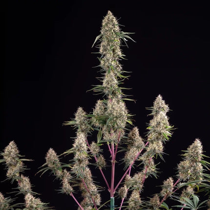 Sundae Driver (Royal Queen Seeds)