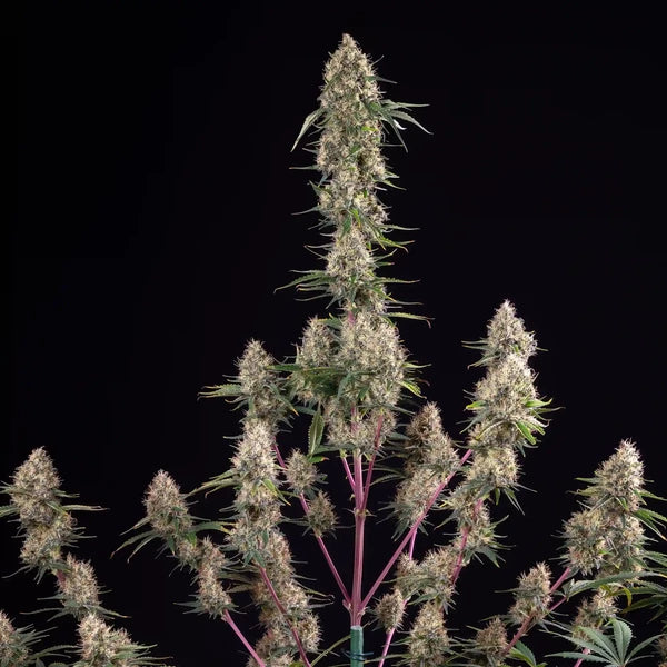 Sundae Driver (Royal Queen Seeds)