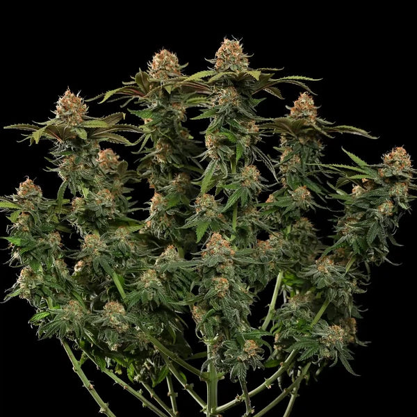 Tatanka Pure CBD (Royal Queen Seeds)