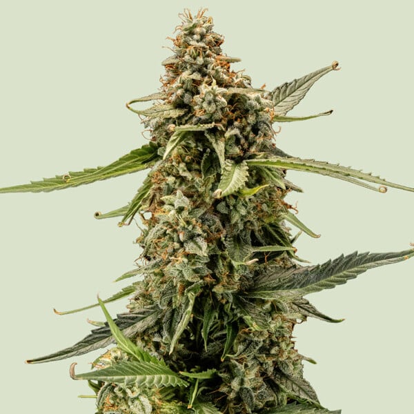 Titan F1 (Royal Queen Seeds)