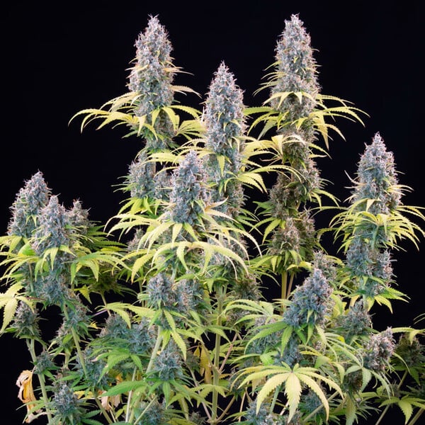 Trainwreck (Royal Queen Seeds)
