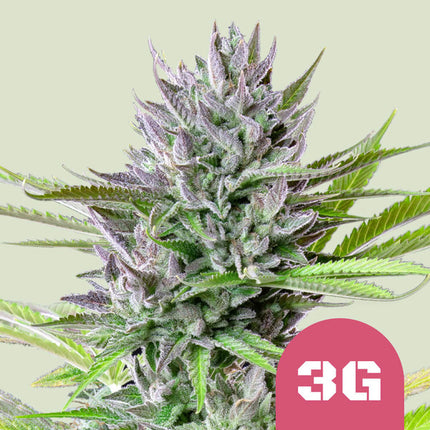 Triple G (Royal Queen Seeds)