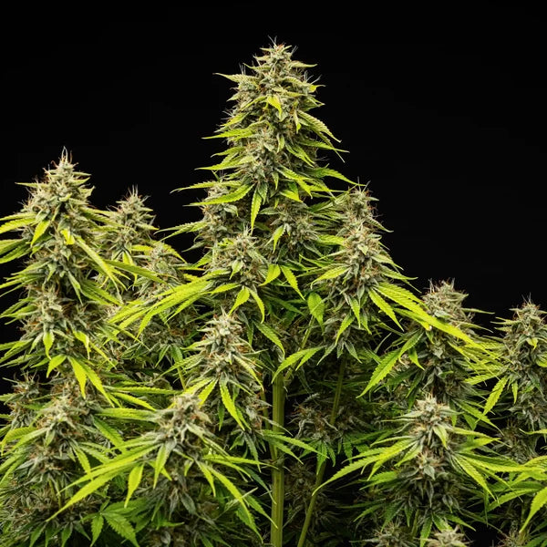 Tropicana Cookies Purple Auto (Royal Queen Seeds)