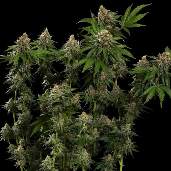 Tropicana Cookies Purple (Royal Queen Seeds)
