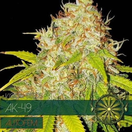 Vision Seeds AK-49 – AutoFem (Vision Seeds)