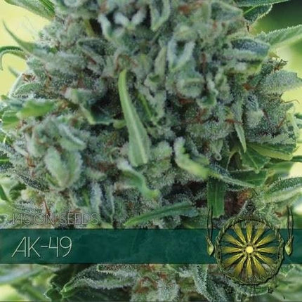 Vision Seeds AK-49 (Vision Seeds)