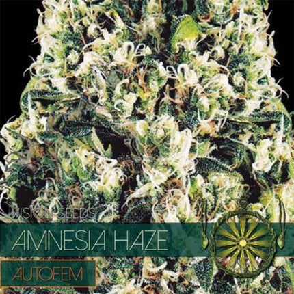 Vision Seeds Amnesia Haze – AutoFem (Vision Seeds)